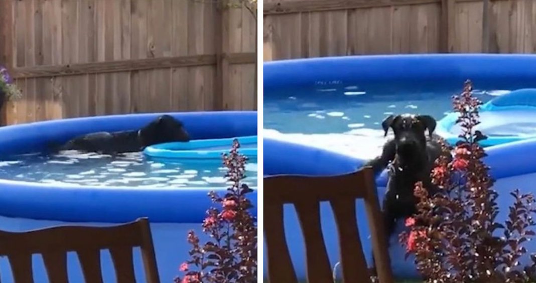 Cachorro entra em piscina sem autorização e tem reação hilariante ao ser apanhado