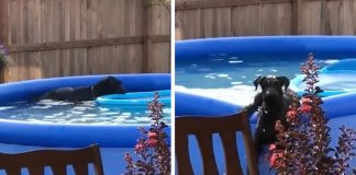 Cachorro entra em piscina sem autorização e tem reação hilariante ao ser apanhado