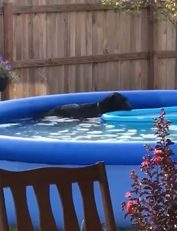 inspiringlife.pt - Cachorro entra em piscina sem autorização e tem reação hilariante ao ser apanhado