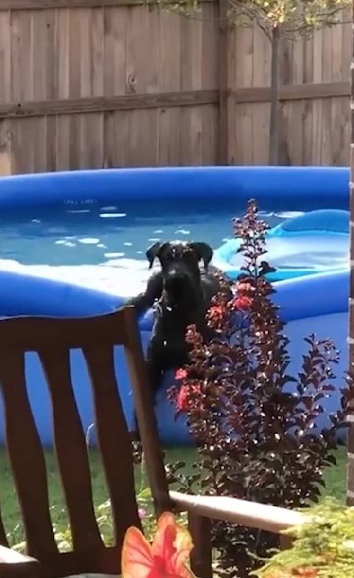 inspiringlife.pt - Cachorro entra em piscina sem autorização e tem reação hilariante ao ser apanhado