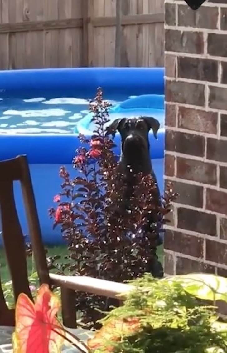 inspiringlife.pt - Cachorro entra em piscina sem autorização e tem reação hilariante ao ser apanhado