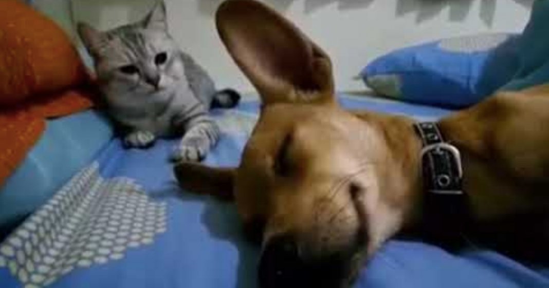 Cachorro peida-se enquanto dorme e gato tem reacção hilariante