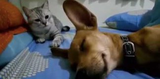 Cachorro peida-se enquanto dorme e gato tem reacção hilariante