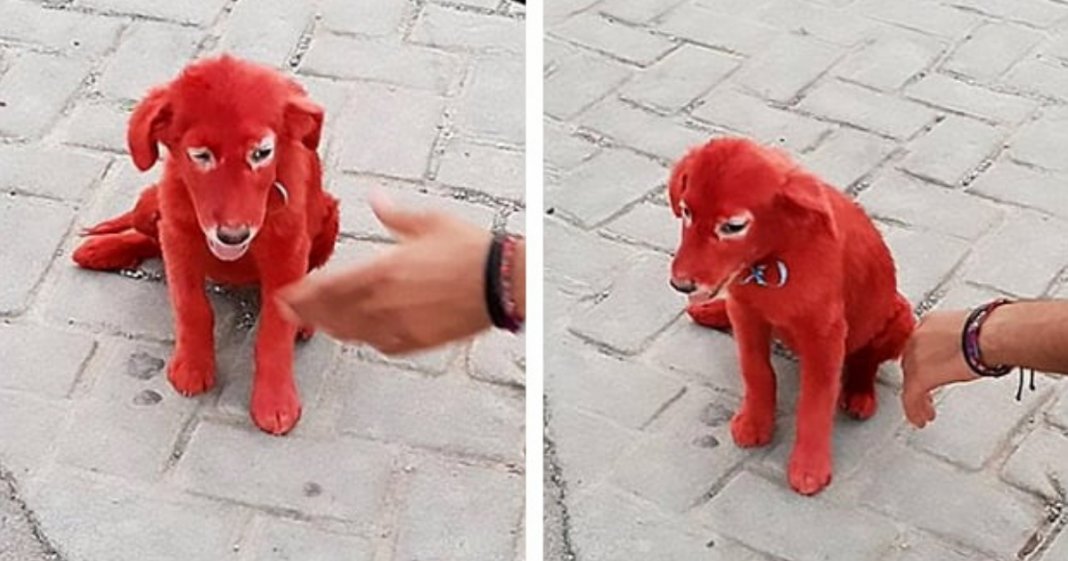 Cadela é pintada de vermelho e vendida a homem que a comprou porque “gostava da cor”