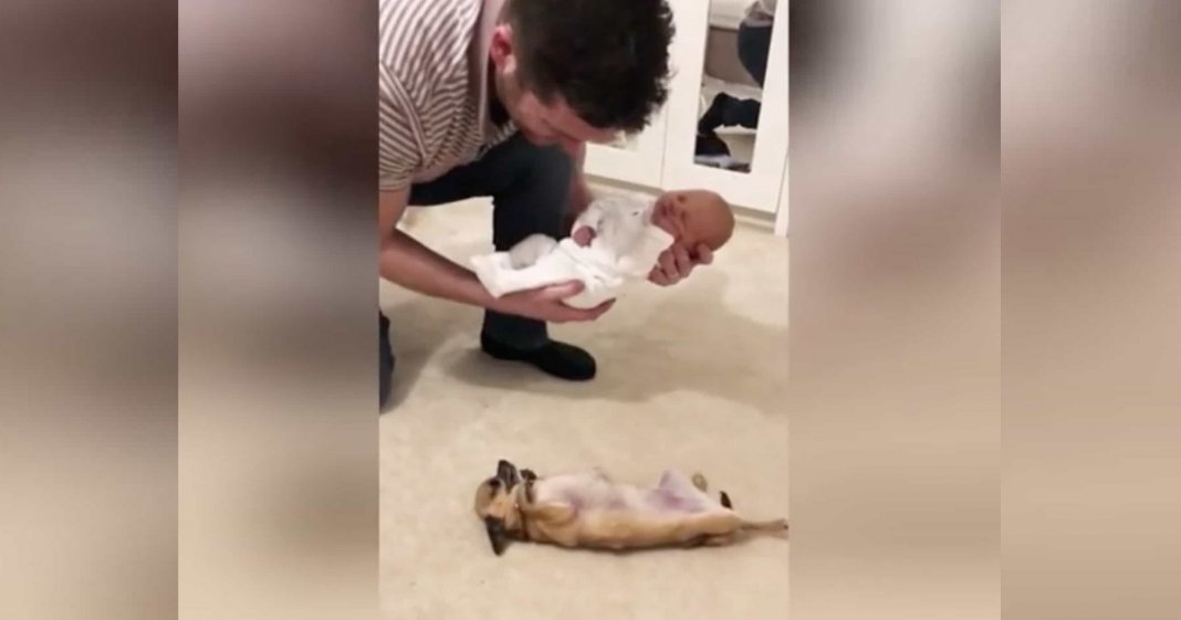 Chihuahua tem reacção adorável ao conhecer novo recém-nascido da família