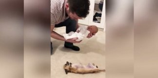 Chihuahua tem reacção adorável ao conhecer novo recém-nascido da família