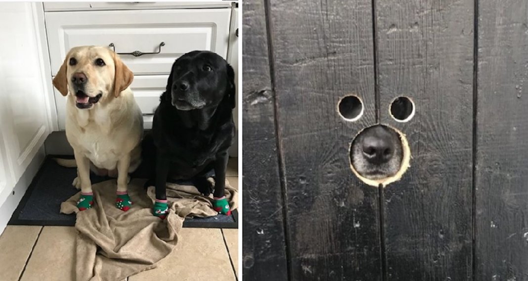 Donos arranjaram solução genial para satisfazer a curiosidade dos seus cachorros