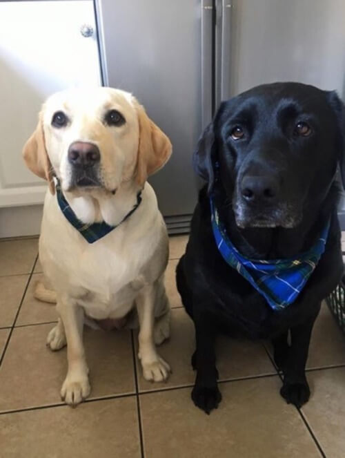 inspiringlife.pt - Donos arranjaram solução genial para satisfazer a curiosidade dos seus cachorros