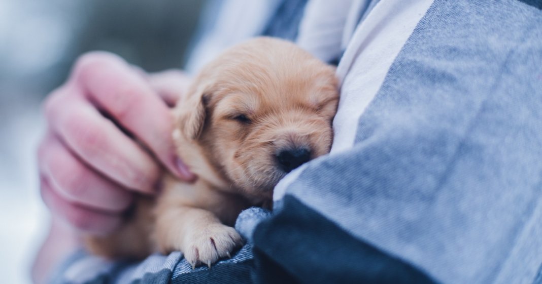 Enquanto não amares um animal, a tua alma estará adormecida