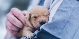 Enquanto não amares um animal, a tua alma estará adormecida