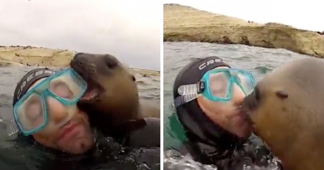 Foca bebé surpreende grupo de mergulhadores com beijo adorável