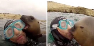 Foca bebé surpreende grupo de mergulhadores com beijo adorável