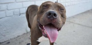 Homem conduz mais de 4000 km’s para salvar Pitbull de destino terrível