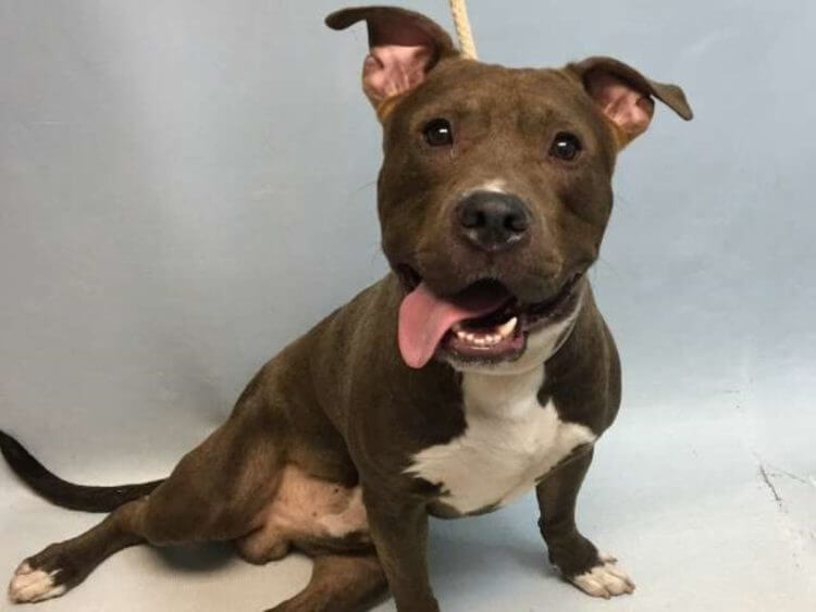 inspiringlife.pt - Homem conduz mais de 4000 km's para salvar Pitbull de destino terrível