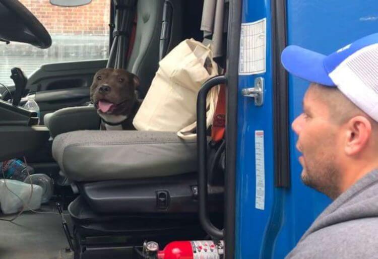 inspiringlife.pt - Homem conduz mais de 4000 km's para salvar Pitbull de destino terrível