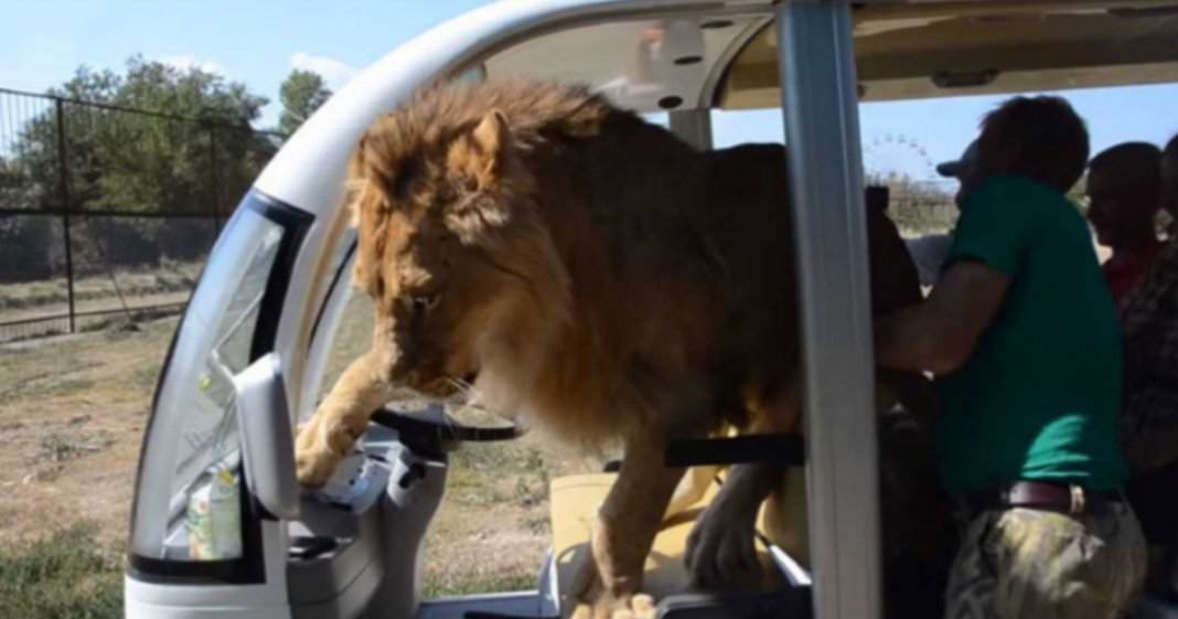 Leão salta para veículo de safari e assusta turistas