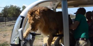 Leão salta para veículo de safari e assusta turistas