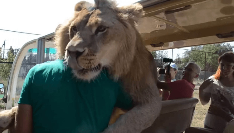 inspiringlife.pt - Leão salta para veículo de safari e assusta turistas