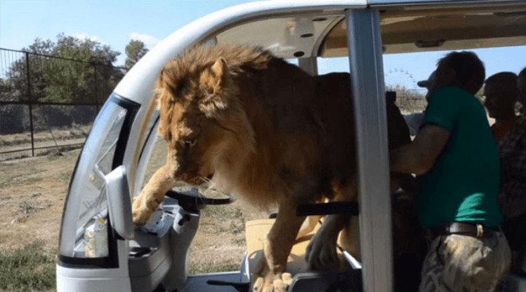 inspiringlife.pt - Le&atilde;o salta para ve&iacute;culo de safari e assusta turistas