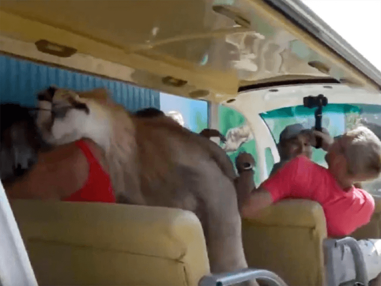 inspiringlife.pt - Leão salta para veículo de safari e assusta turistas