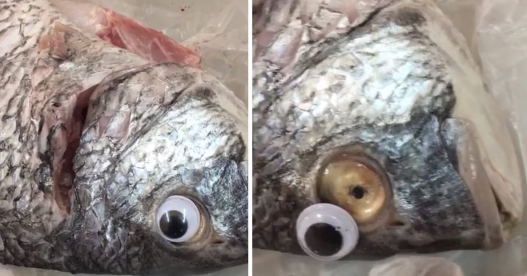 Loja apanhada a colocar olhos falsos nos peixes para parecerem mais frescos