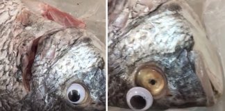 Loja apanhada a colocar olhos falsos nos peixes para parecerem mais frescos