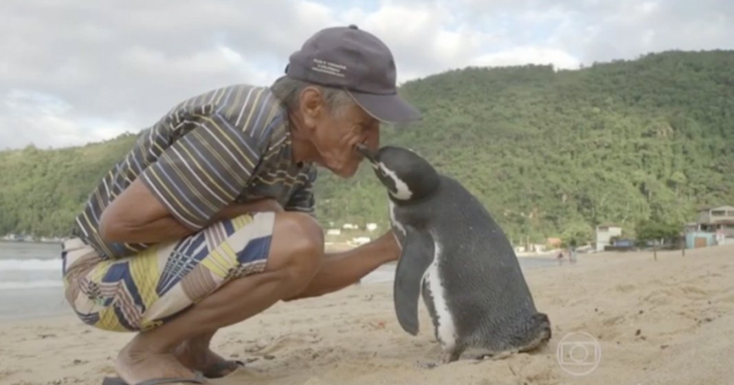 Pinguim nada 5.000 milhas todos os anos para se reunir com o homem que salvou a sua vida