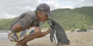 Pinguim nada 5.000 milhas todos os anos para se reunir com o homem que salvou a sua vida