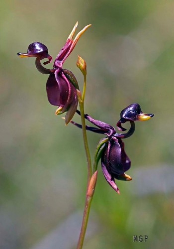 inspiringlife.pt - 6 tipos de orquídeas que mais parecem animais