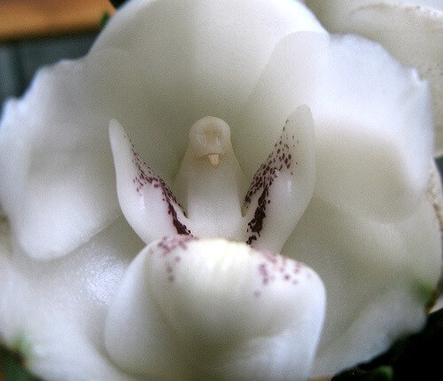inspiringlife.pt - 6 tipos de orquídeas que mais parecem animais