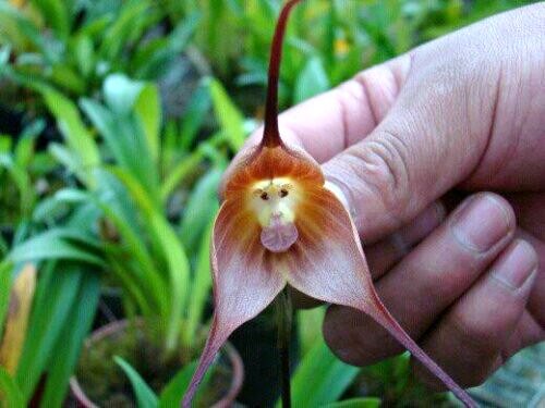 inspiringlife.pt - 6 tipos de orquídeas que mais parecem animais