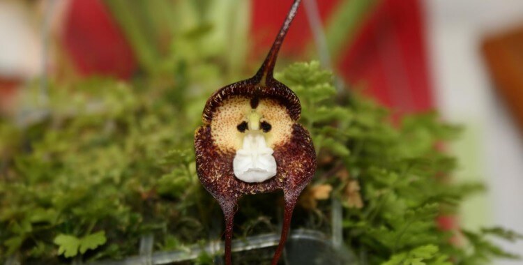 inspiringlife.pt - 6 tipos de orquídeas que mais parecem animais
