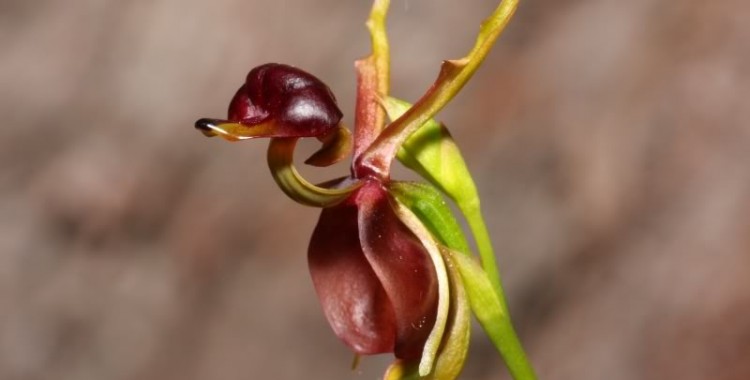 inspiringlife.pt - 6 tipos de orquídeas que mais parecem animais