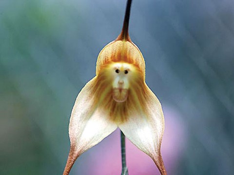 inspiringlife.pt - 6 tipos de orquídeas que mais parecem animais