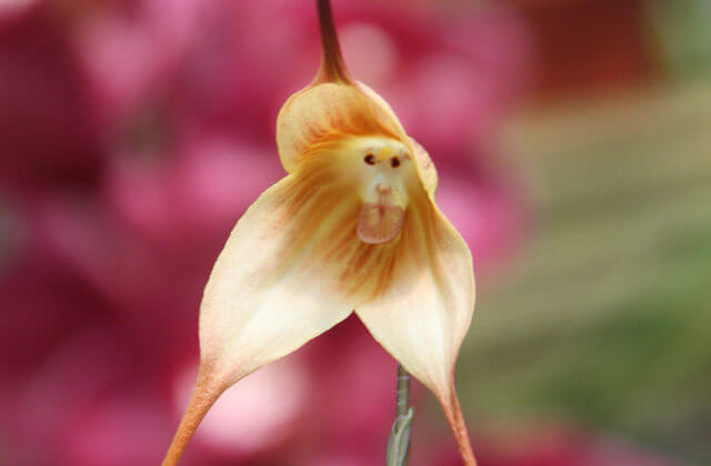 inspiringlife.pt - 6 tipos de orquídeas que mais parecem animais