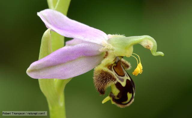 inspiringlife.pt - 6 tipos de orquídeas que mais parecem animais