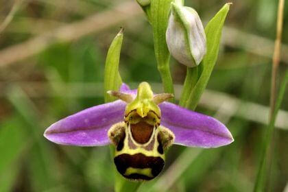 inspiringlife.pt - 6 tipos de orquídeas que mais parecem animais