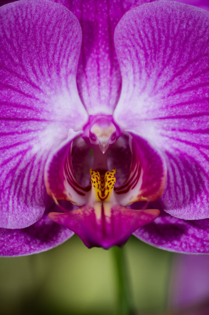 inspiringlife.pt - 6 tipos de orquídeas que mais parecem animais