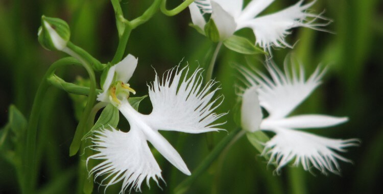 inspiringlife.pt - 6 tipos de orquídeas que mais parecem animais