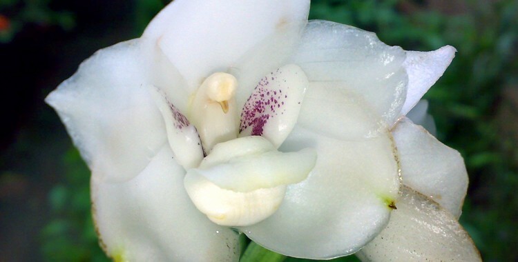 inspiringlife.pt - 6 tipos de orquídeas que mais parecem animais