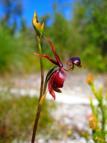 inspiringlife.pt - 6 tipos de orquídeas que mais parecem animais