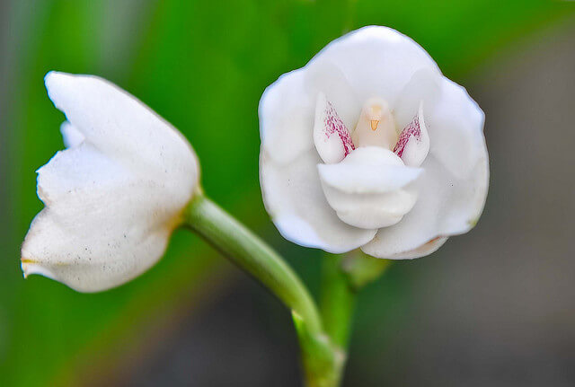 inspiringlife.pt - 6 tipos de orquídeas que mais parecem animais