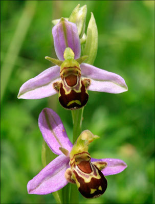 inspiringlife.pt - 6 tipos de orquídeas que mais parecem animais