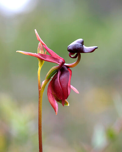 inspiringlife.pt - 6 tipos de orquídeas que mais parecem animais