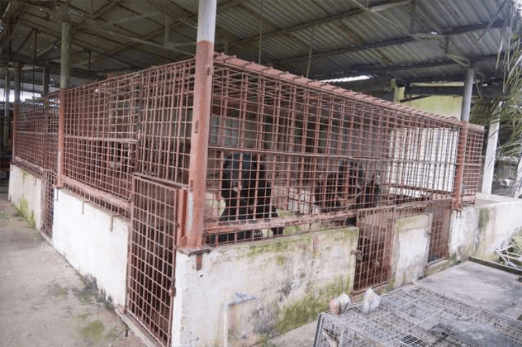 inspiringlife.pt - 5 ursos torturados em cativeiro durante 21 anos foram finalmente resgatados