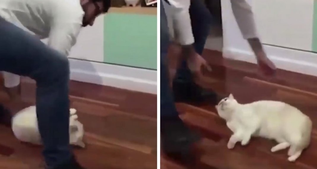 Vídeo de brincadeira entre dono e gato gera controvérsia nas redes sociais
