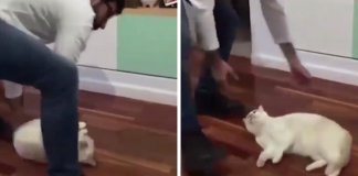 Vídeo de brincadeira entre dono e gato gera controvérsia nas redes sociais