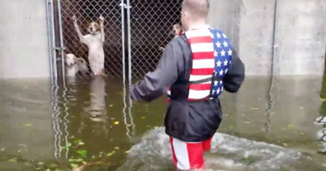 Voluntário resgatou 6 cães abandonados numa jaula trancada durante o furacão Florence