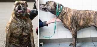 12 transformações incríveis de animais que deixaram de estar acima do peso