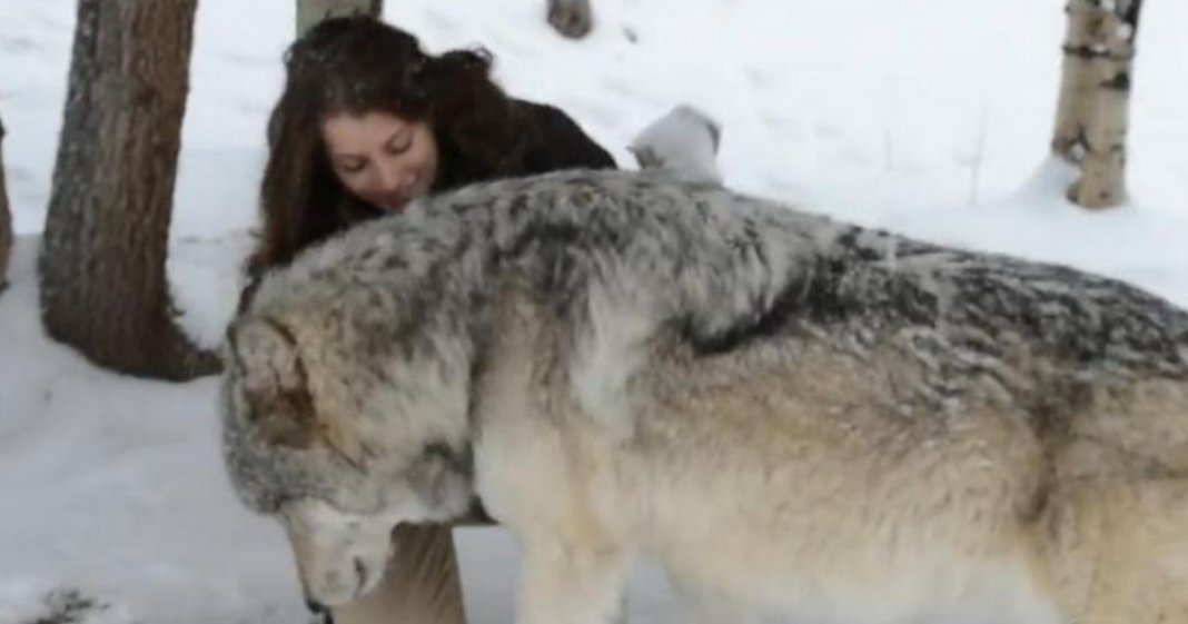 A maravilhosa amizade entre lobos e seres humanos